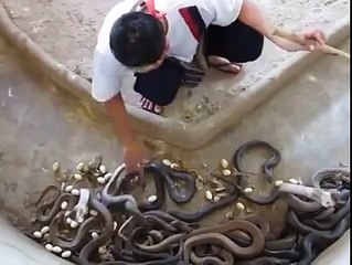 A man cleaning the house cobra snakes He is really brave man