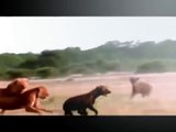 Lions vs Hyenas Fighting - Animal Fighting -