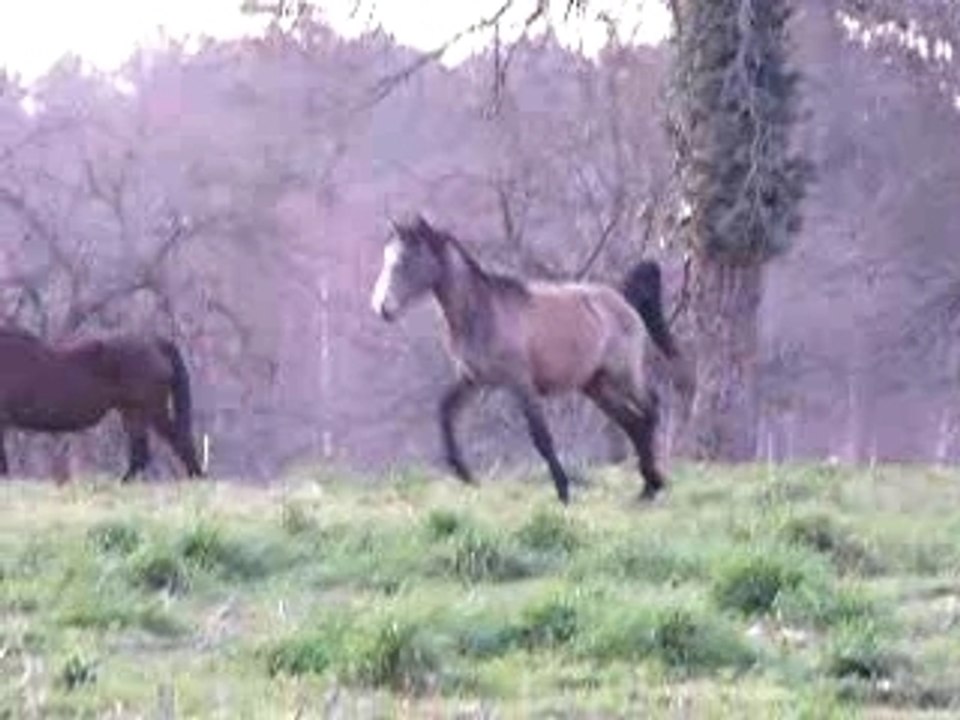 galop des loulous