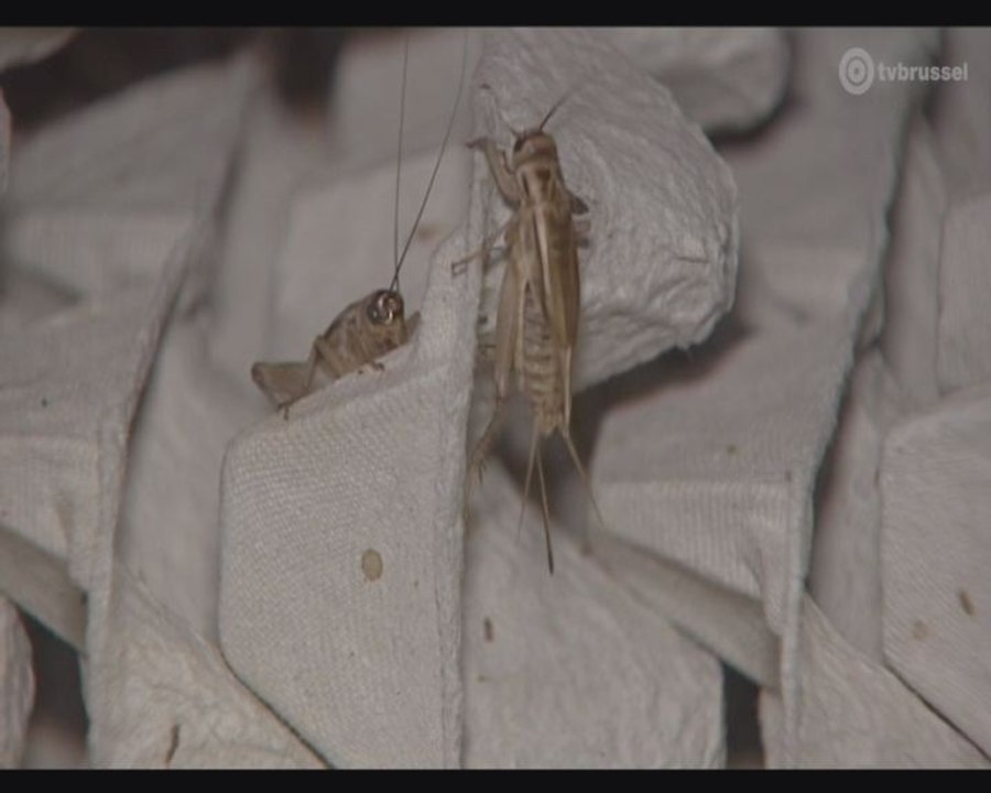 "Les grillons sont une alternative à la viande"