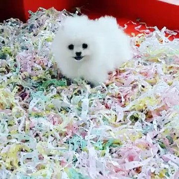 Satilik Boo Dog Pomeranian Yavrulari 05332014917