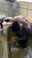 little monkey taking bath amazing watch this.