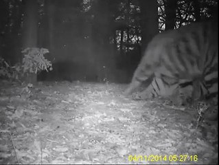 LOOK- World Wildlife Fund posted the first video