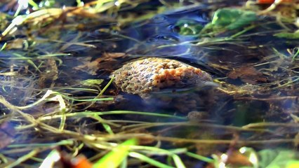Carp Whisperer Video, Extreme winter conditions!! #Carp Fishing