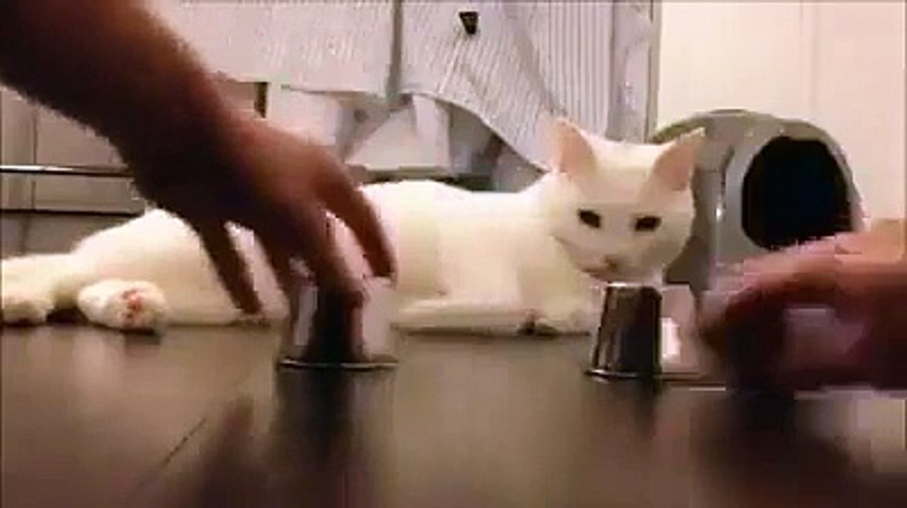 Wise Cat never see like that