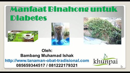 manfaat daun binahong untuk kolesterol