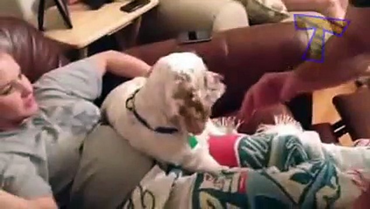 Dogs and cats protecting babies - Cute animal compilation