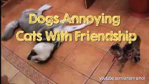 Dogs Annoying Cats with Their Friendship