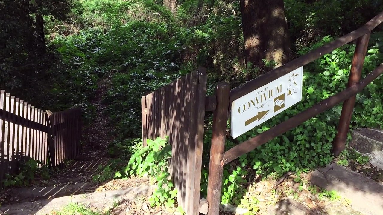 Domenica delle Palme