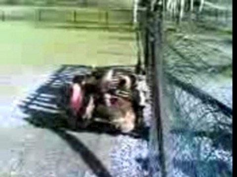 Faisons glousser le dindon