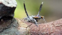 Dişisini etkilemek için çiftleşme dansı yapan örümcek