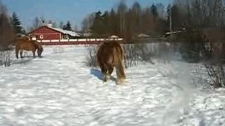 Old stallion in snow
