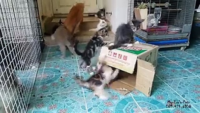 Insolite : ce lapin est si excité qu'il tente de violer un chat !