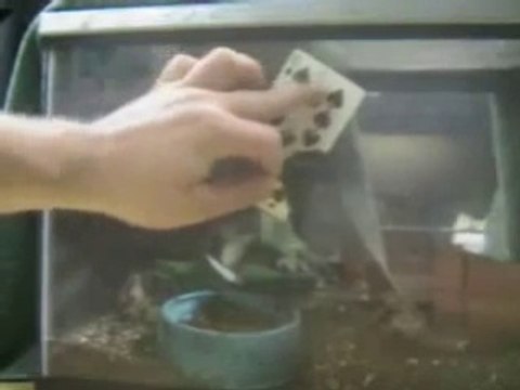 Magic Tricks Revealed Card Through Window Trick