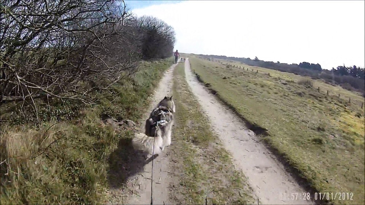 chiens de traineaux bretagne