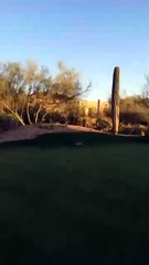 INSOLITE : Regardez une Baston entre deux Lapins
