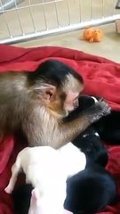 Ce Singe s'occupe de ces Chiots comme s'il était leur Mere