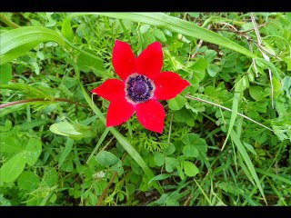 çamur hamamları-sart kalesi 2015