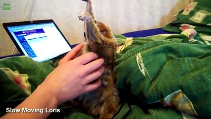 Cutest Baby Animals Compilation - 2015 - MUST SEE ❤❤❤❤