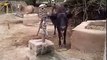 Intelligent cow pumps his own water Amazing