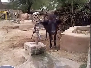 Intelligent cow pumps his own water Amazing