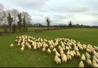 Is This the World's First Sheepdog Drone?