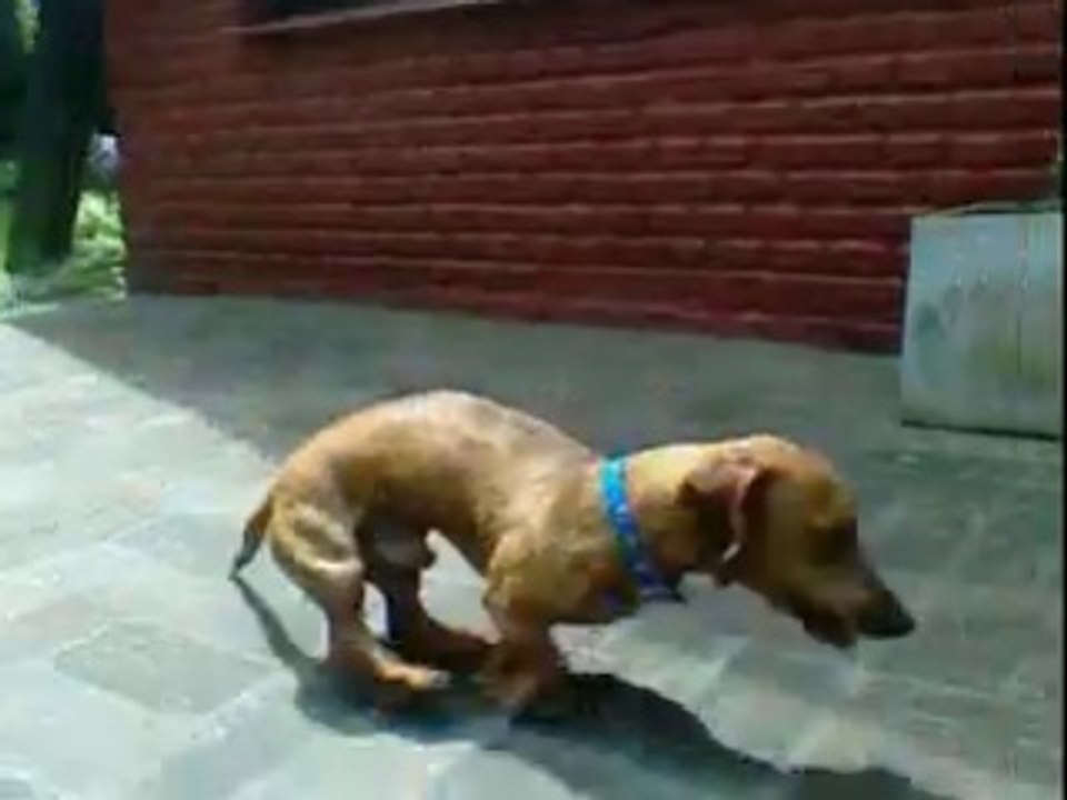 Duke ladrando