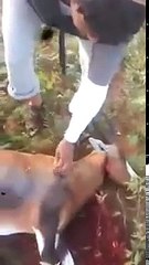 سعوديين صايدين غزال بجنوب افريقيا !