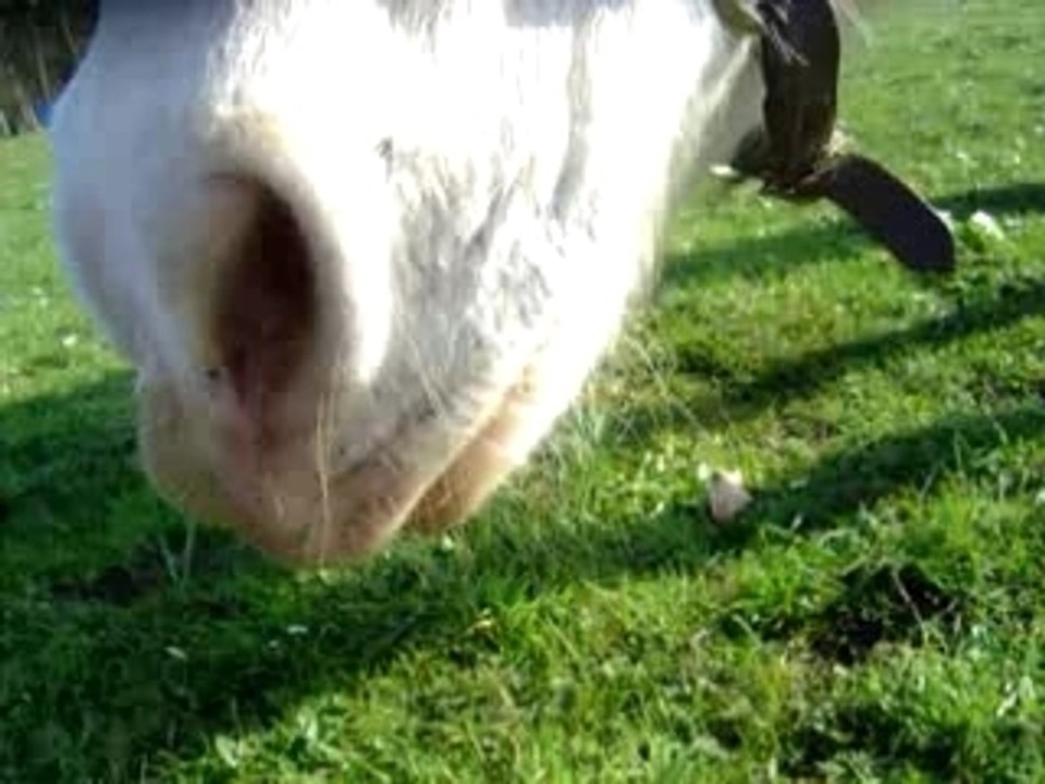 B03.07 video nez gero