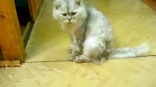 звонок для кота!!!!Up for a cat !!!!
