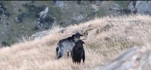 Çaylak Avcı, Evcil Keçileri Avladı