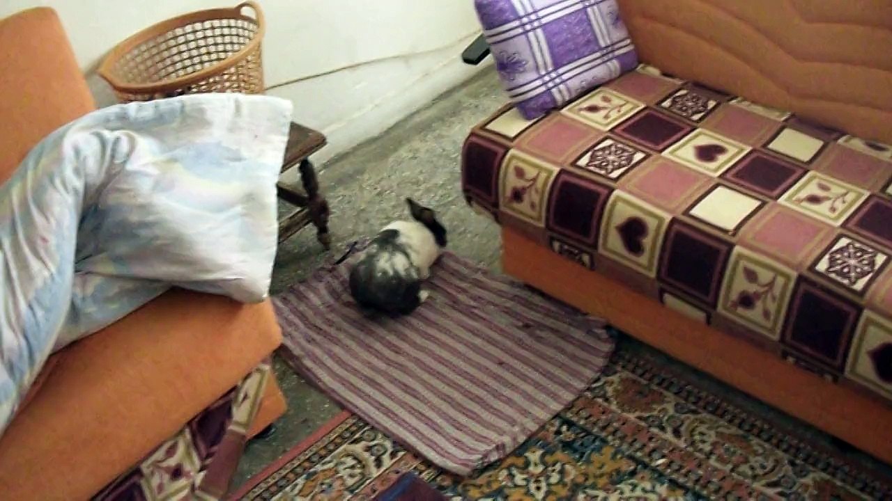 Sevimli Tavşan Vecihiiii