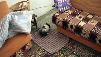 Sevimli Tavşan Vecihiiii