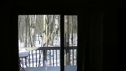 Dizzy squirrel falls from spinning bird feeder
