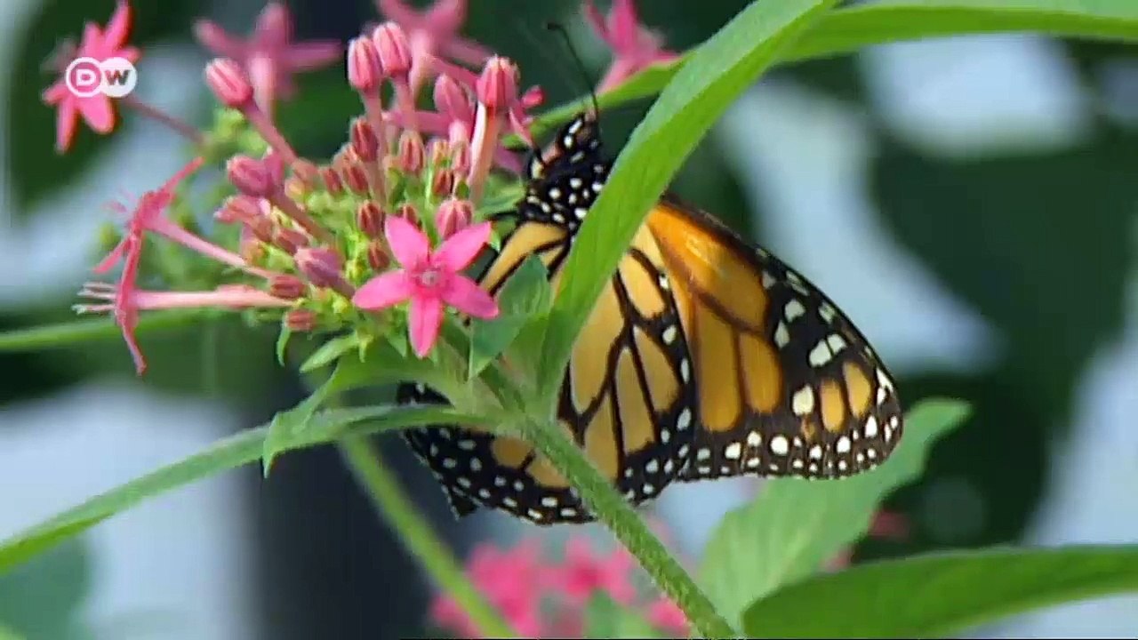 Infofilm: Wozu diese Artenvielfalt? | Global 3000