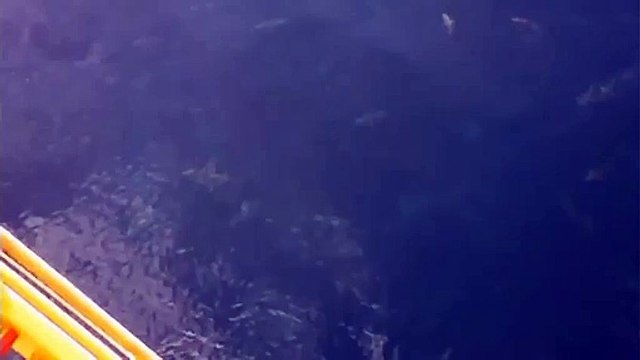 Des centaines de requins migrent vers les cotes de la Louisiane