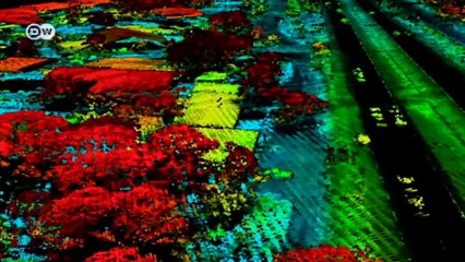 Democratic Republic of the Congo - Forest Surveyor | Global 3000