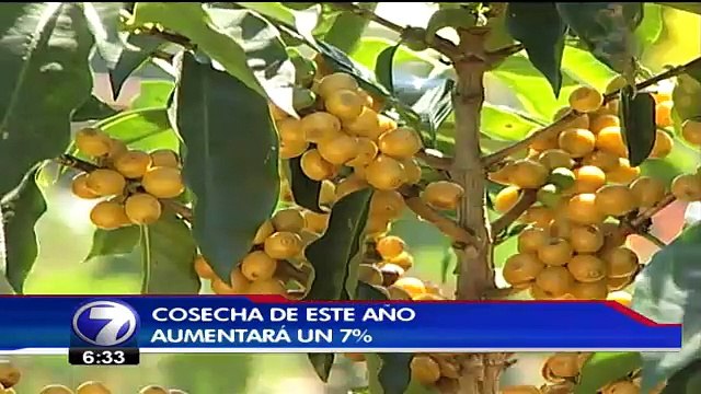 Según MAG, cafetaleros están más preparados para enfrentar la roya