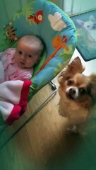 Chihuahua bounces newborn baby in her bouncy chair