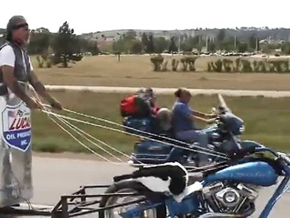 kůň