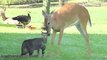 amazing animals friendships  Compilation - funny video -Animal Planet - Animal Videos