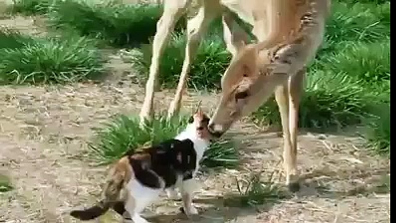Quand une biche fait des léchouilles à un chat. Le moment tendre de la journée