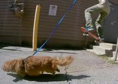 Skater pulled by a dog
