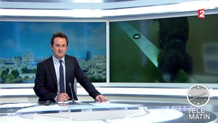 Le chien, outil de dépistage de certains cancers