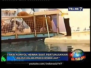 On The Spot 7 Aksi Konyol Hewan saat Latihan 29 Maret 2015