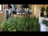 Palermo - scoperta una piantagione di marijuana nelle fognature