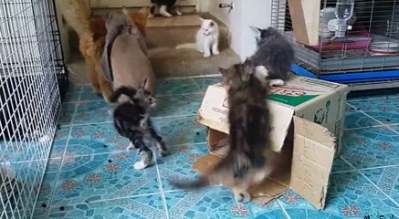 Un lapin essaie de violer un chat