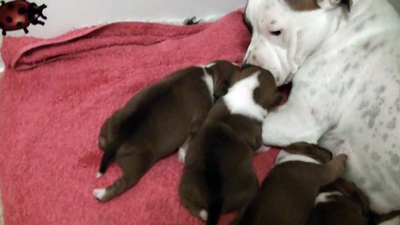 21ème vidéo Les 2 femelles de la 19ème portée  de chiots staffie de Staffordland