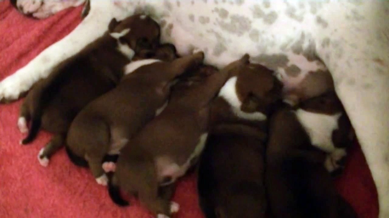 22ème vidéo La tétée de la 19ème portée  de chiots staffie de Staffordland