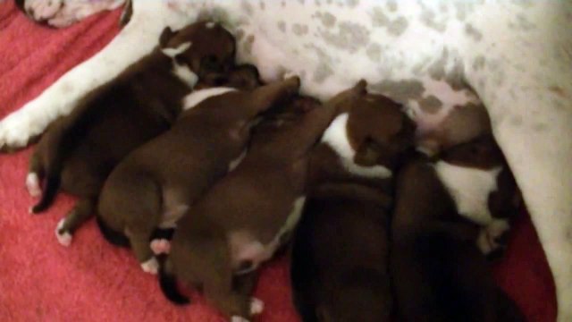 22ème vidéo La tétée de la 19ème portée de chiots staffie de Staffordland
